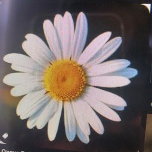 Meet your Posher, Daisy